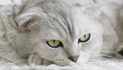 Android rc文件服务